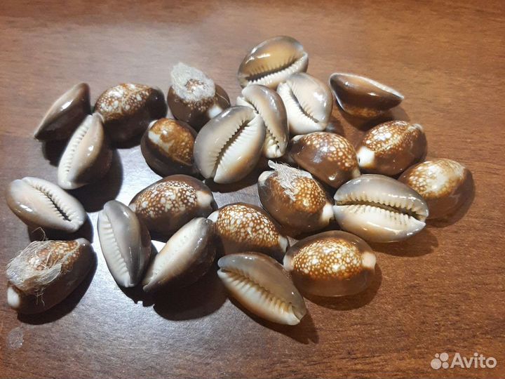 Морские ракушки раковины