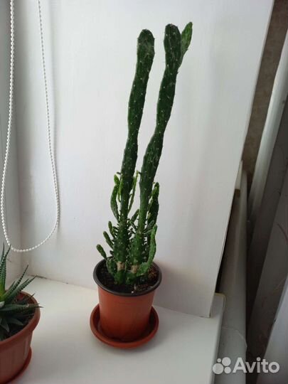 Кактус опунция