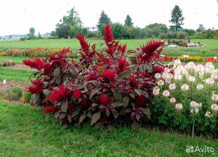 Амарант красный