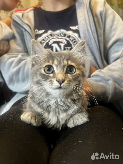Котята