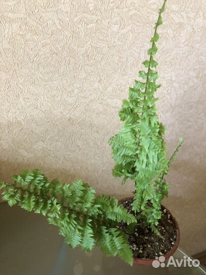 Папоротник филиппинский, мутшн