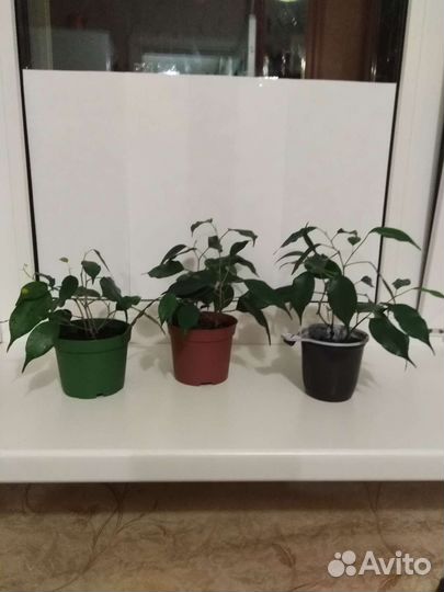 Фикус бенджамина