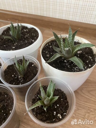 Алоэ остистое