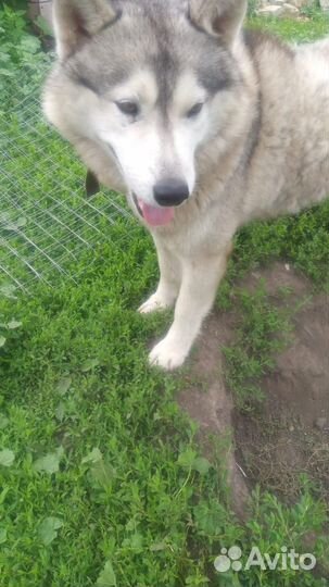 Хаски по кличке «Амур» отдам в добрые руки
