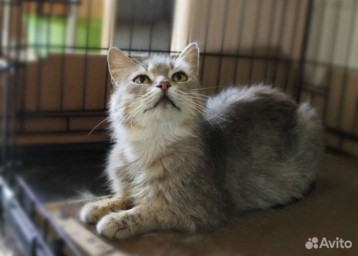 Нежная кошечка ждёт хозяев