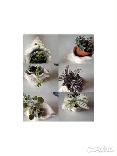 Комнатные растения(малыши)