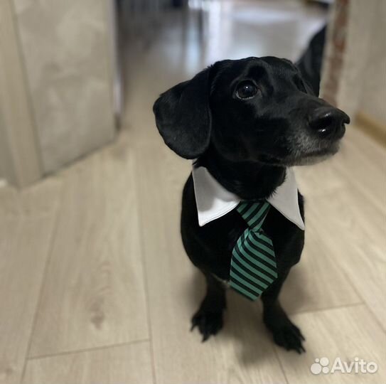 Галстук для собак