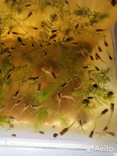 Мальки гуппи