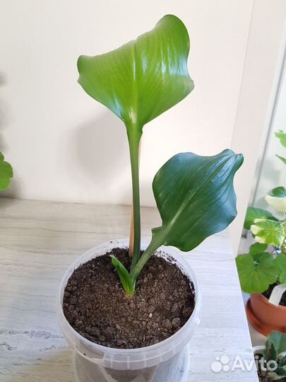 Эухарис амазонская лилия