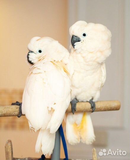 Какаду птенец выкормыш ручной
