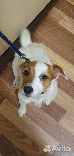 Парсон Рассел терьер