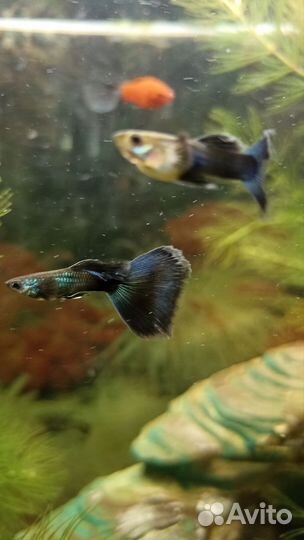 Мальки гуппи 1,5-2,0 см