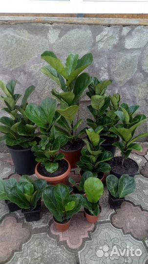 Фикус Лирата дерево Бамбино калуминарис