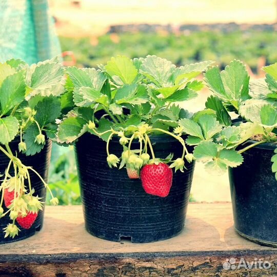Клубника Амулет саженцы