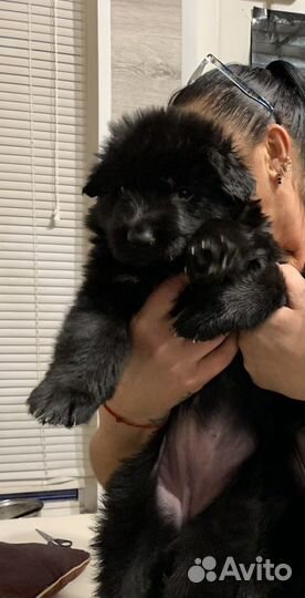 Супер Щенки немецкой овчарки длинношерстной