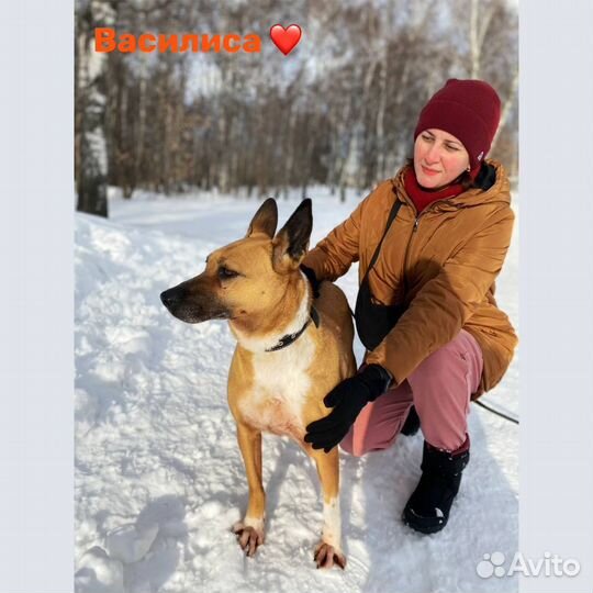 Василисе нужен дом