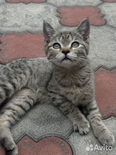 Кошка