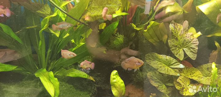 Продам Хромисов красавцев