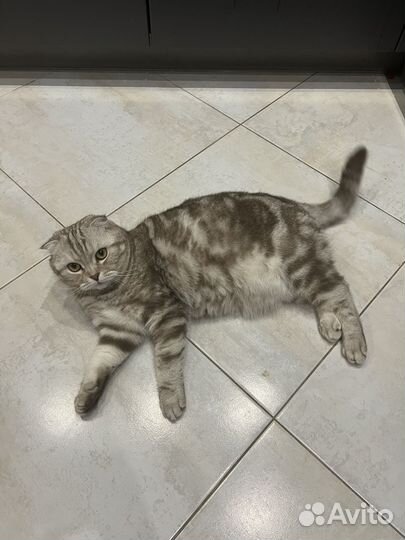 Шотландский вислоухий кот