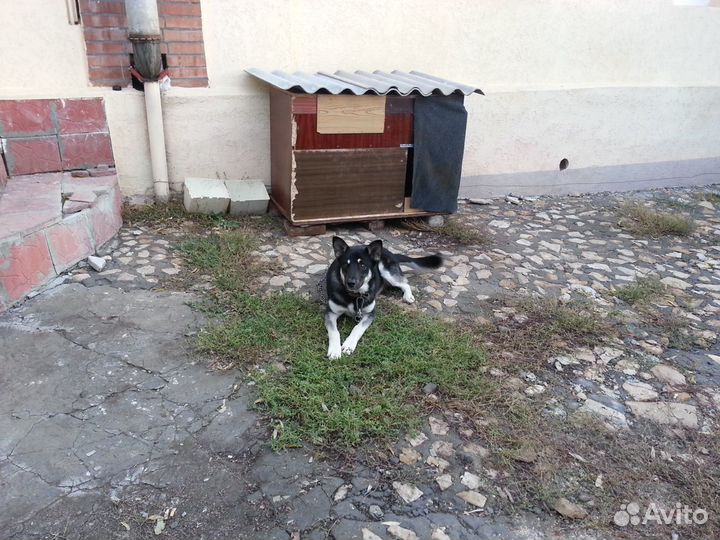 Восточно-европе овчарка.Кобель.Приглашает на вязку