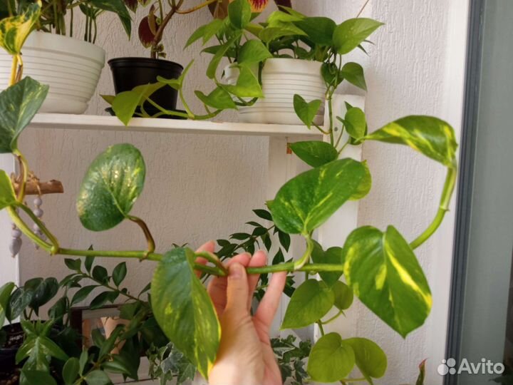 Сциндапсус эпипремнум