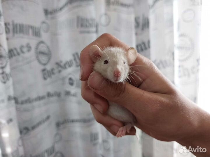 Крысята стандарт/дамбо