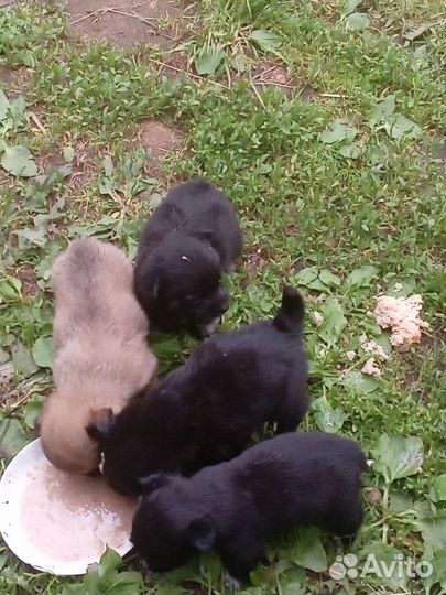 Щенки от маленькой собачки