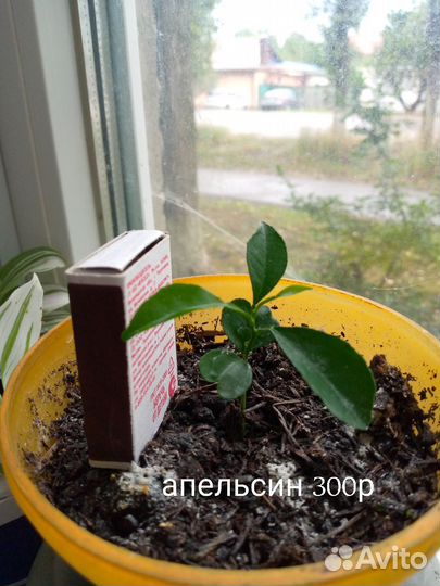 Комнатные цветы