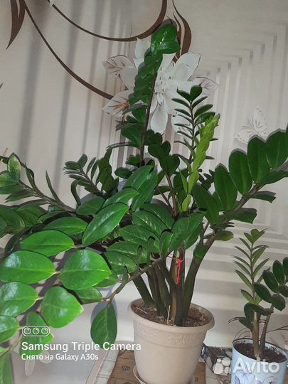 Замиокулькас