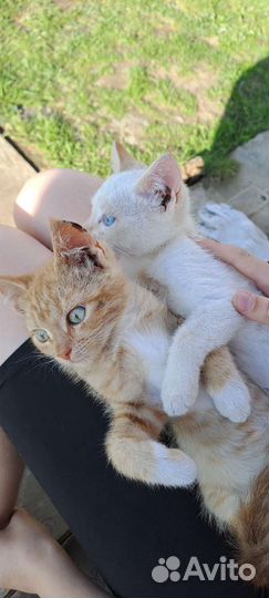 Котик в добрые руки бесплатно