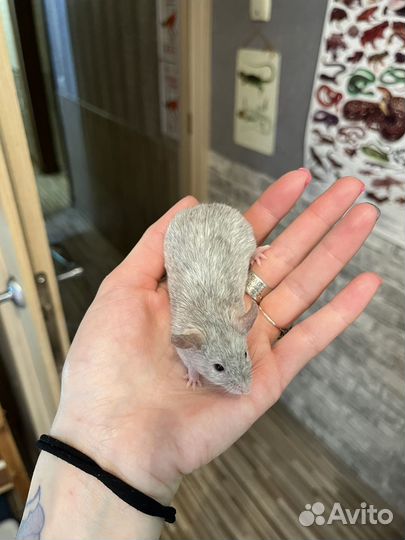 Мышь чалый самец