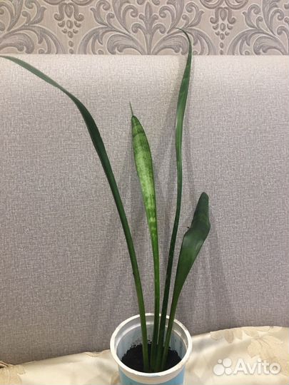 Сансевиерия