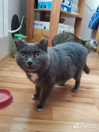 Кошка в добрые руки