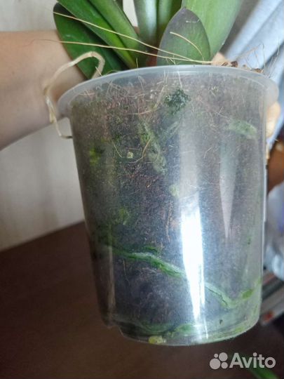 Орхидея фаленопсис