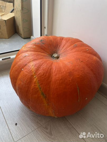 Тыква домашняя