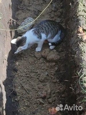 Котенок в добрые руки