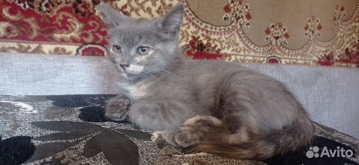 Кошечка в добрые руки