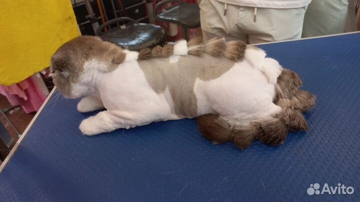 Груминг / стрижка собак и кошек