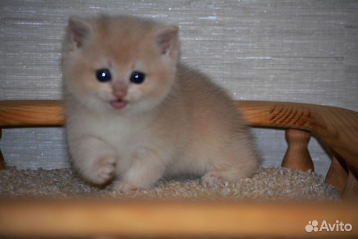 Кошки