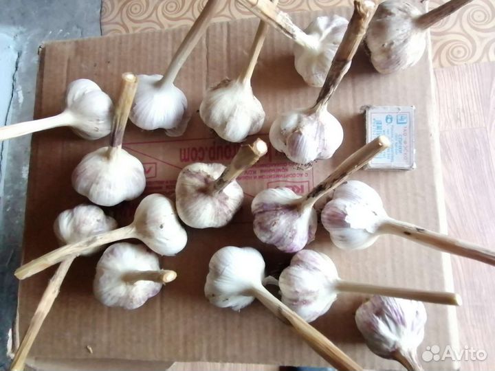 Озимый чеснок