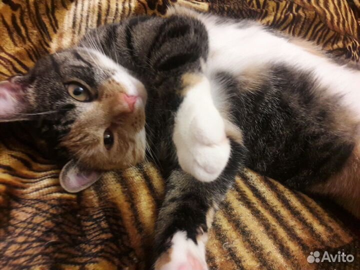 Красивая,воспитанная кошечка