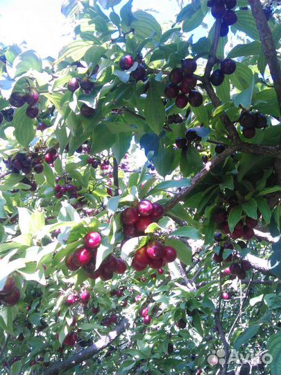 Кизил саженцы