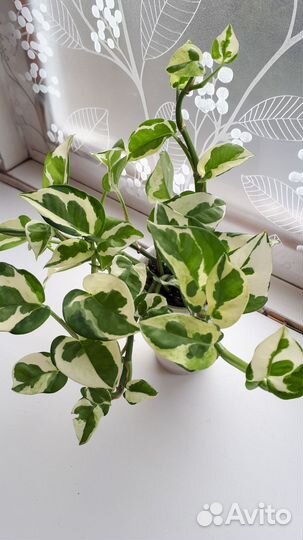 Сциндапсусы, Каланхоэ