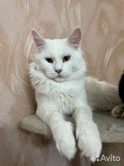 Кот мэйн-кун