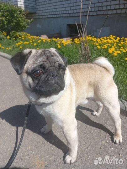 Мопс вязка мальчик