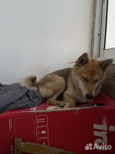 Найдена собака Сиба ину