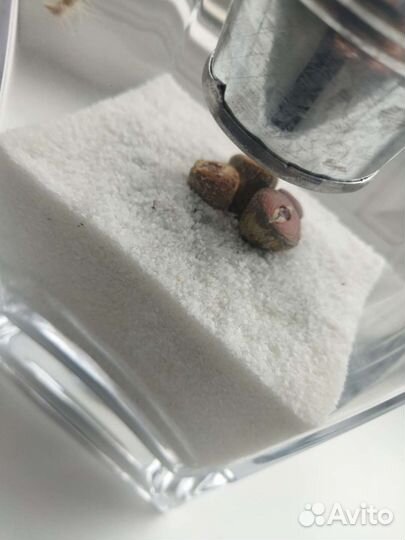 Флорариум суккуленты