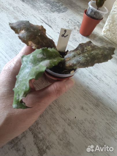 Хойя ундулата