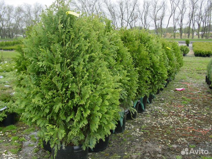 Туя смарагд