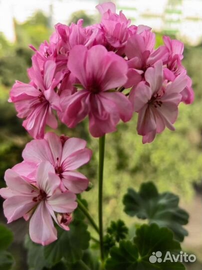 Сансевиерия в напольном горшке